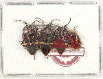 Scientific lot no. 1210 Heteroptera (4 pcs)