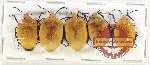 Scientific lot no. 1238 Heteroptera (5 pcs)