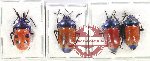 Scientific lot no. 1237 Heteroptera (4 pcs)