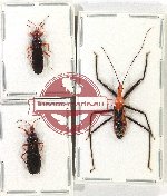 Scientific lot no. 1234 Heteroptera (3 pcs A2)