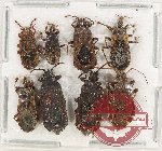 Scientific lot no. 1122A Heteroptera (8 pcs)