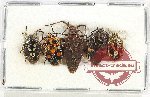 Scientific lot no. 1208 Heteroptera (5 pcs)