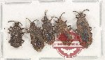 Scientific lot no. 1121A Heteroptera (5 pcs)