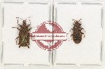 Scientific lot no. 1231 Heteroptera (2 pcs A2)