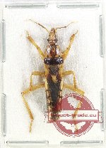 Scientific lot no. 1236 Heteroptera (1 pc)