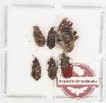 Scientific lot no. 1123A Heteroptera (6 pcs)