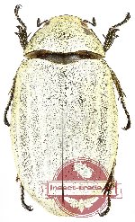 Lepidiota sp. 17