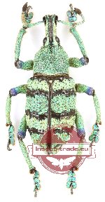 Eupholus sp. 6