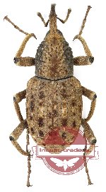 Curculionidae sp. 142 (5 pcs)