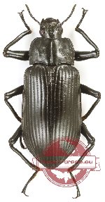Tenebrionidae sp. 120 (A2)