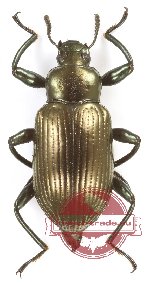 Tenebrionidae sp. 121 (5 pcs)