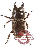Aegus gestroi (A2)