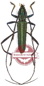 Callichromatini sp. 24 (5 pcs)