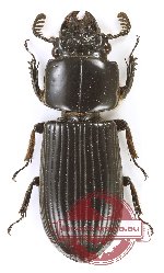 Passalidae sp. 46 (A2)