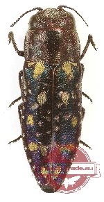 Diphucrania browni