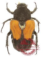 Taeniodera borneensis puncticollis
