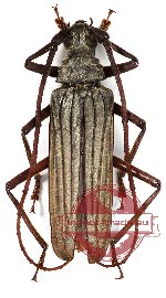 Aegolipton roubali Komiya et al., 2012