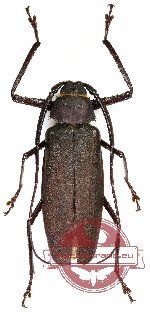 Anomophysis alphura (A-)