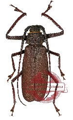 Rugosophysis frater ssp. hasani (A2)