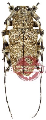 Coptops leucosticta (10 pairs)