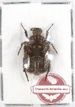 Protaetia (Pseudourbania) horaki Jákl