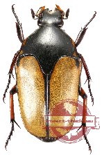 Lomaptera gestroi