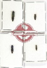 Scientific lot no. 114 Buprestidae (Agrilus, rare spp.) (4 pcs)
