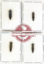 Scientific lot no. 116 Buprestidae (Agrilus, rare spp.) (4 pcs)