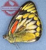 Delias oraia ssp. lydia (A-)