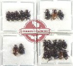 Scientific lot no. 814 Coprophaga (20 pcs)