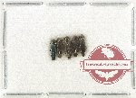 Scientific lot no. 117 Buprestidae (Agrilus spp.) (5 pcs)