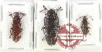 Scientific lot no. 10 Callirhipidae (3 pcs)