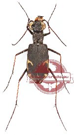 Myriochila moseri