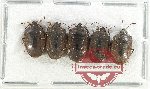 Scientific lot no. 1268 Heteroptera (5 pcs)