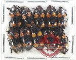 Scientific lot no. 170 Erotylidae (10 pcs)