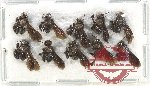 Scientific lot no. 506 Hymenoptera (10 pcs)