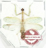 Leptomantella sp. 1 (A2)
