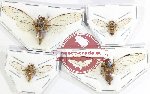 Scientific lot no. 25 Cicadidae (4 pcs)