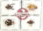 Scientific lot no. 1247 Heteroptera (4 pcs A2)