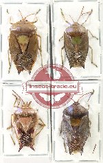 Scientific lot no. 1244 Heteroptera (Pentatomidae) (4 pcs A2)