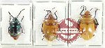 Scientific lot no. 1241 Heteroptera (Scutellarinae) (3 pcs)