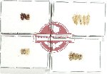 Scientific lot no. 1267 Heteroptera (16 pcs)