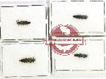 Scientific lot no. 115 Buprestidae (Agrilus, rare spp.) (4 pcs)