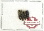Scientific lot no. 118 Buprestidae (Agrilus spp.) (4 pcs)