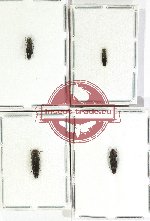 Scientific lot no. 113 Buprestidae (Agrilus, rare spp.) (4 pcs)