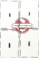 Scientific lot no. 110 Buprestidae (Agrilus spp.) )4 pcs)