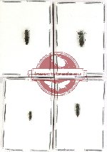 Scientific lot no. 111 Buprestidae (Agrilus spp.) (4 pcs)