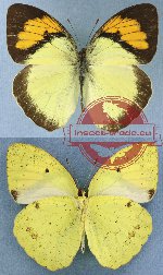 Ixias pyrene yunnanensis Fruhstorfer, 1902