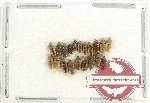 Heteroceridae Scientific lot no. 17 (20 pcs)