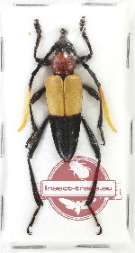 Pachyteria basalis